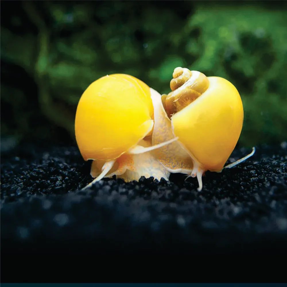 Ampulária - Amarela ( Pomacea diffusa )