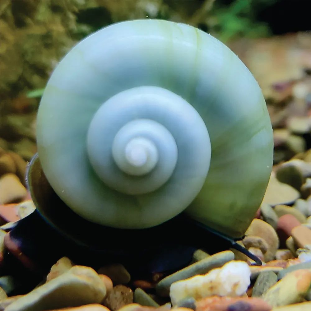 Ampulária - Azul ( Pomacea diffusa )