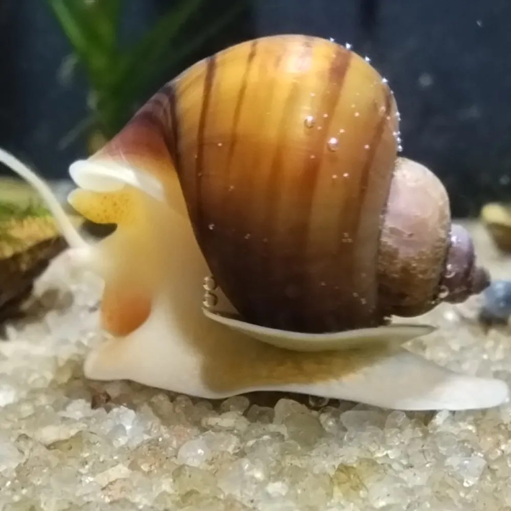 Ampulária - Castanha  ( Pomacea diffusa )