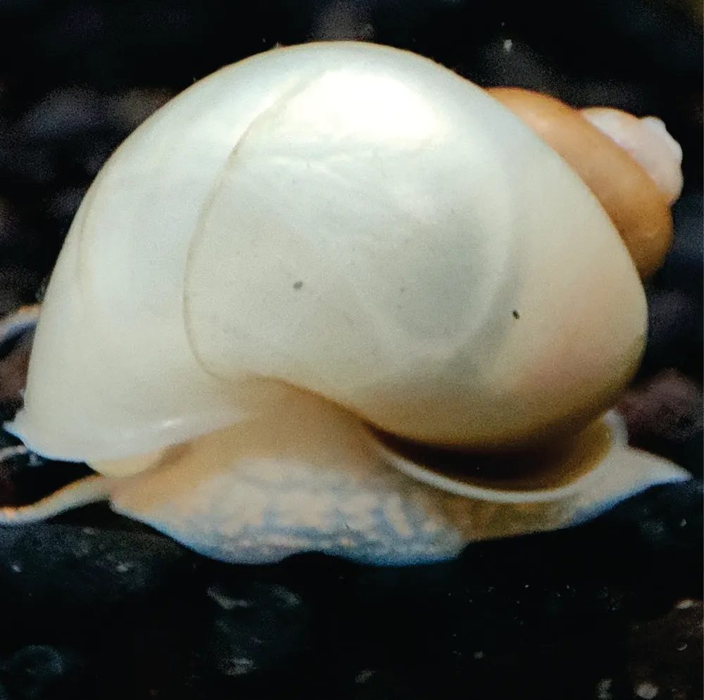 Ampulária - Marfim ( Branca ) ( Pomacea diffusa )