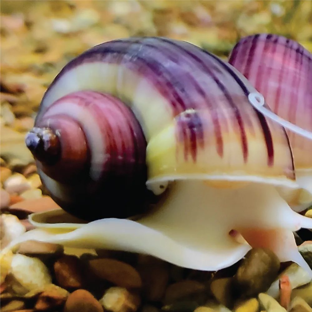 Ampulária - Roxa ( Pele Clara )  ( Pomacea diffusa )