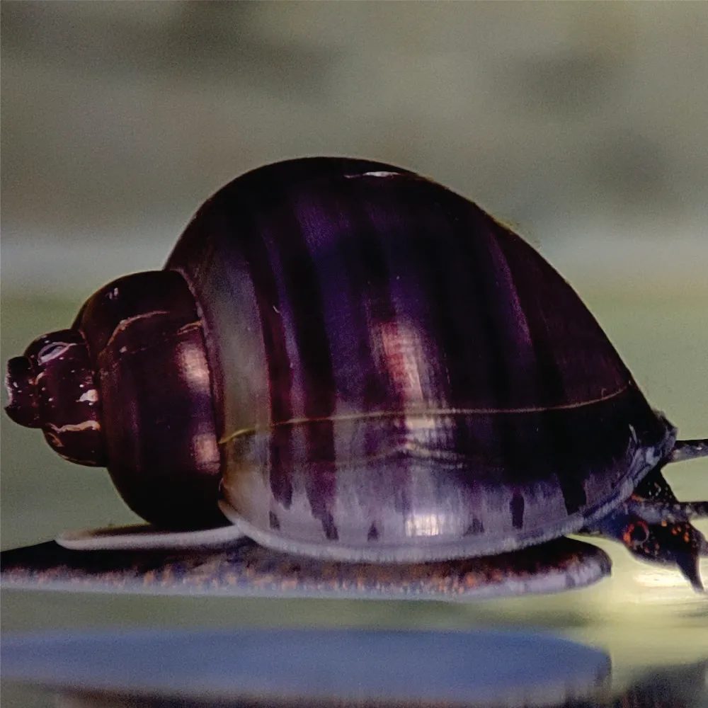 Ampulária - Roxa ( Pele Escura ) ( Pomacea diffusa )