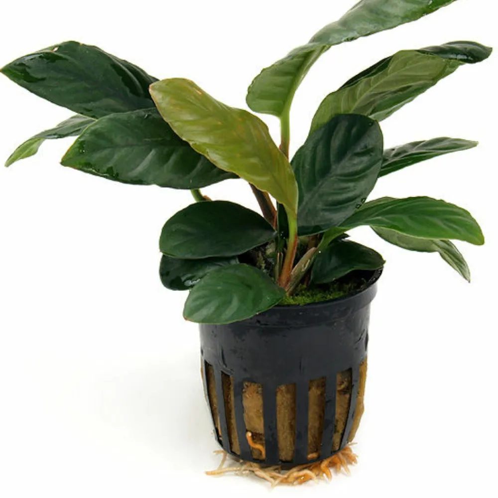 Anubia Coffefolia