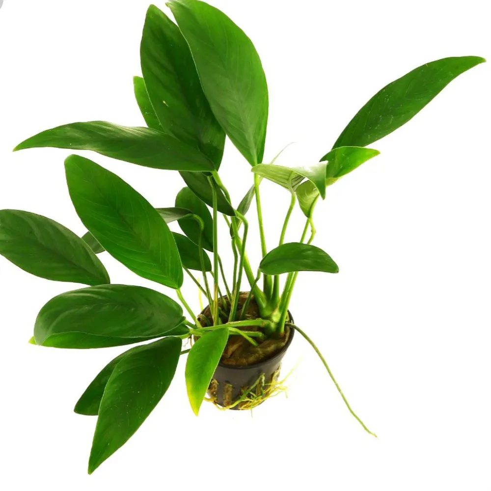 Anubia Lanceolata