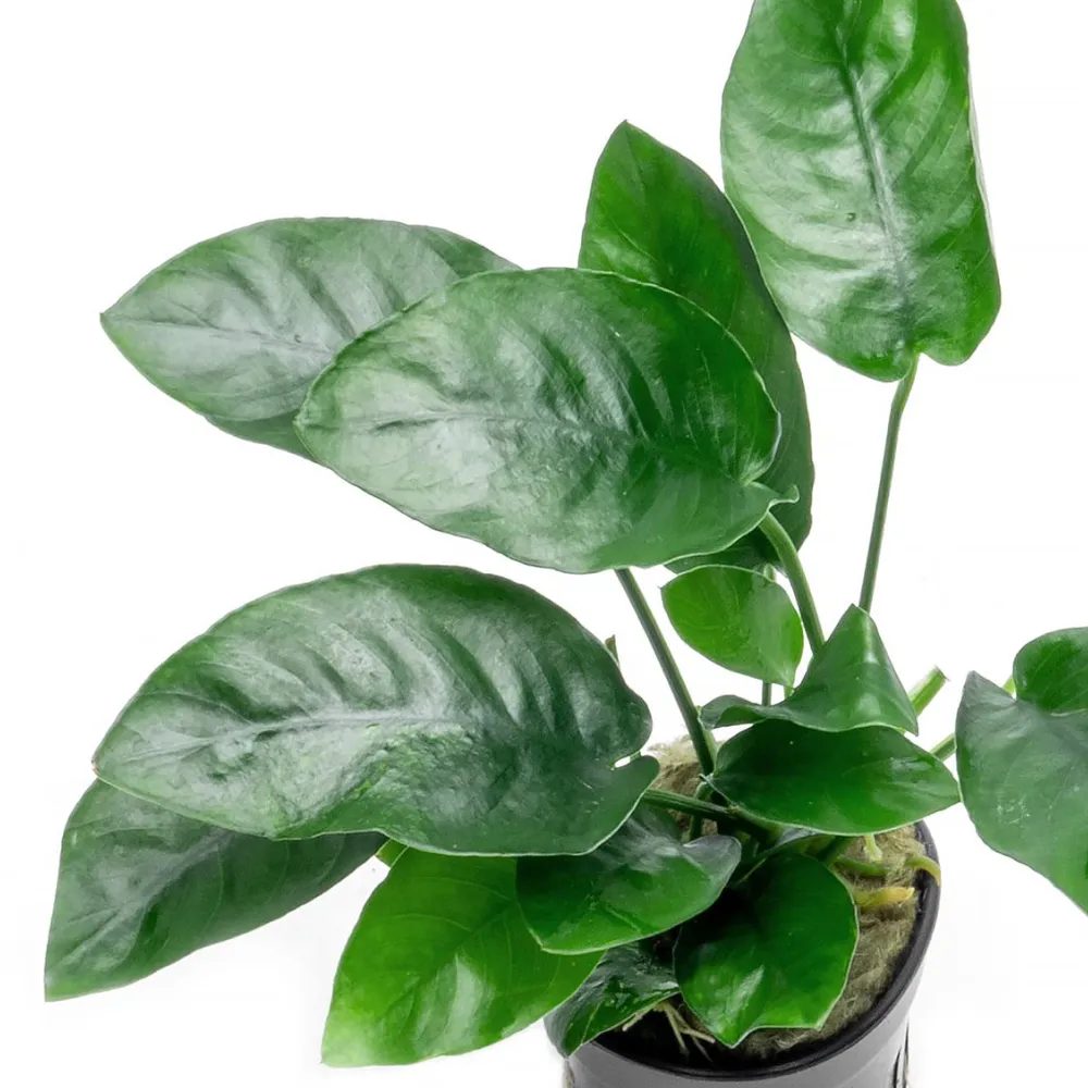 Anubia Nana