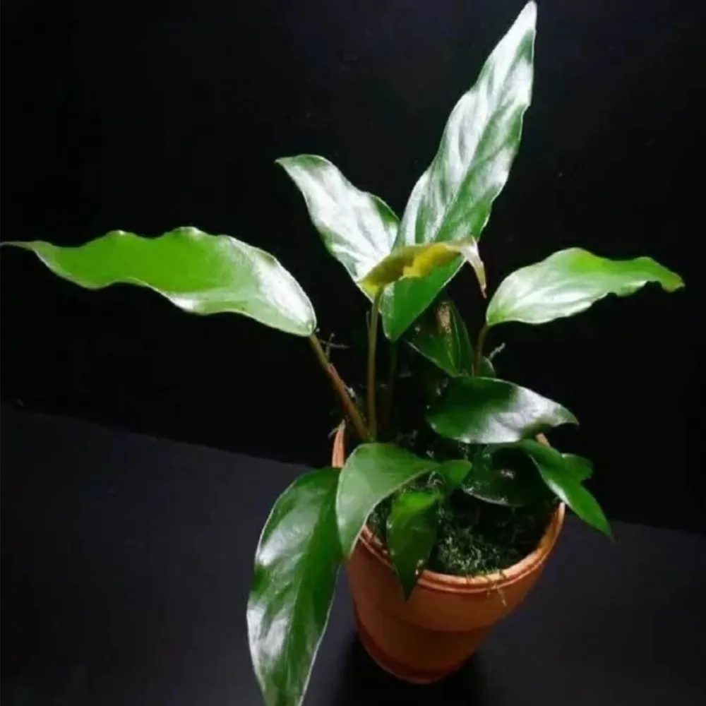 Anubia sp. Gabon