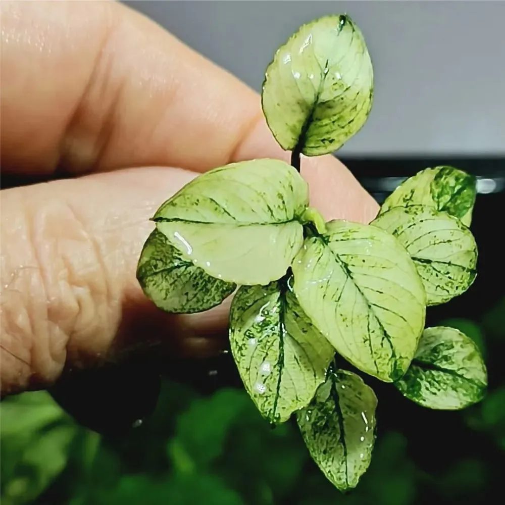 Anubia White Pinto