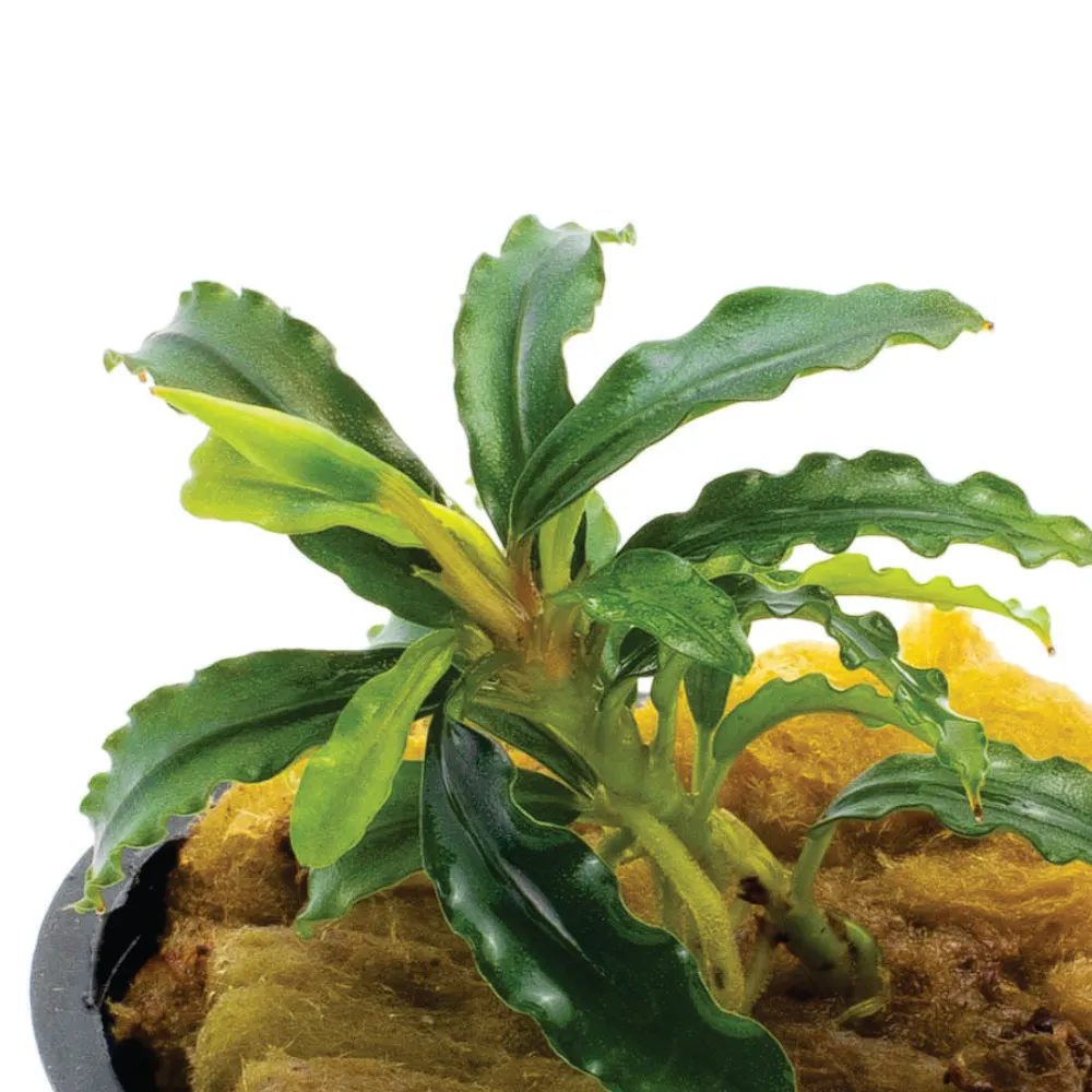 Bucephalandra Biblis Green