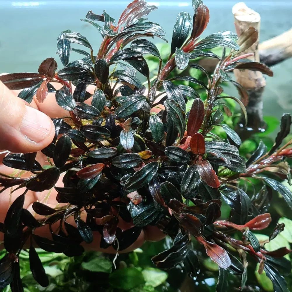 Bucephalandra Brownie Phantom Mini