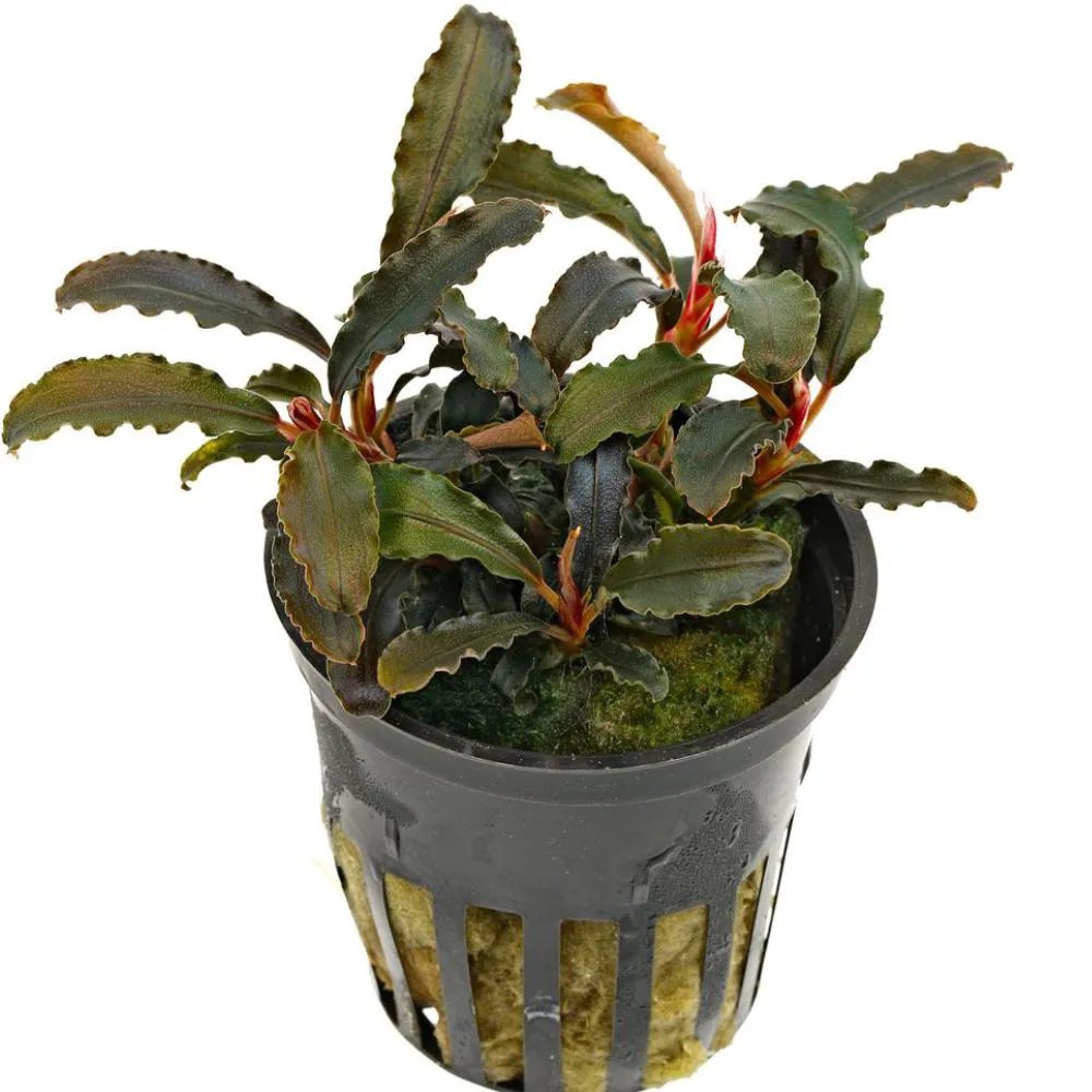 Bucephalandra Kedagang