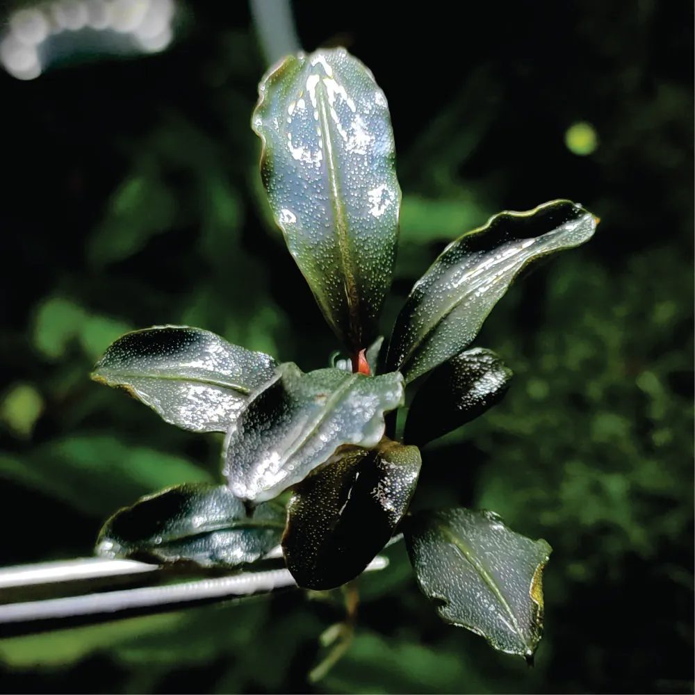 Bucephalandra SP