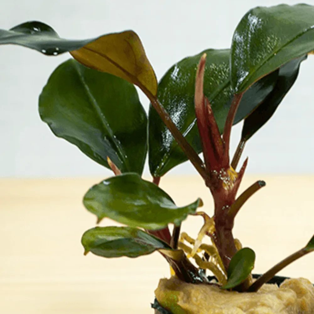 Bucephalandra sp. Balloon