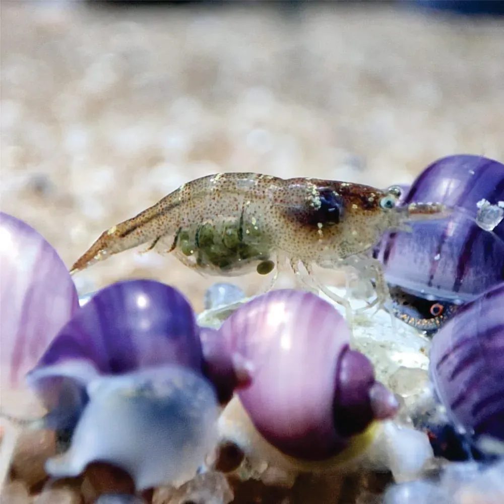 Camarão Caridina - Malawa Und.