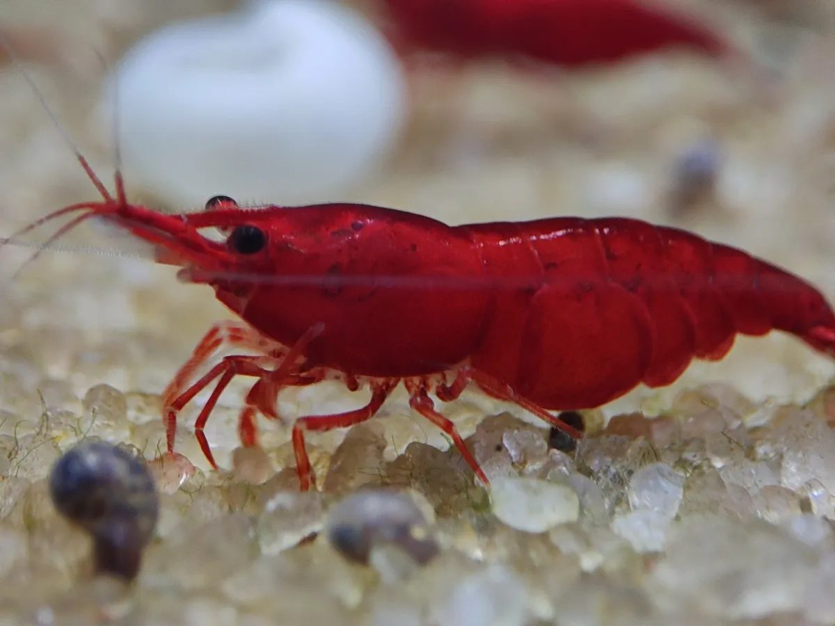 Camarão Neocaridina - Bloody Mary. Und
