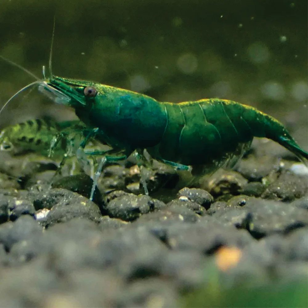 Camarão Neocaridina - Green Jade. Und