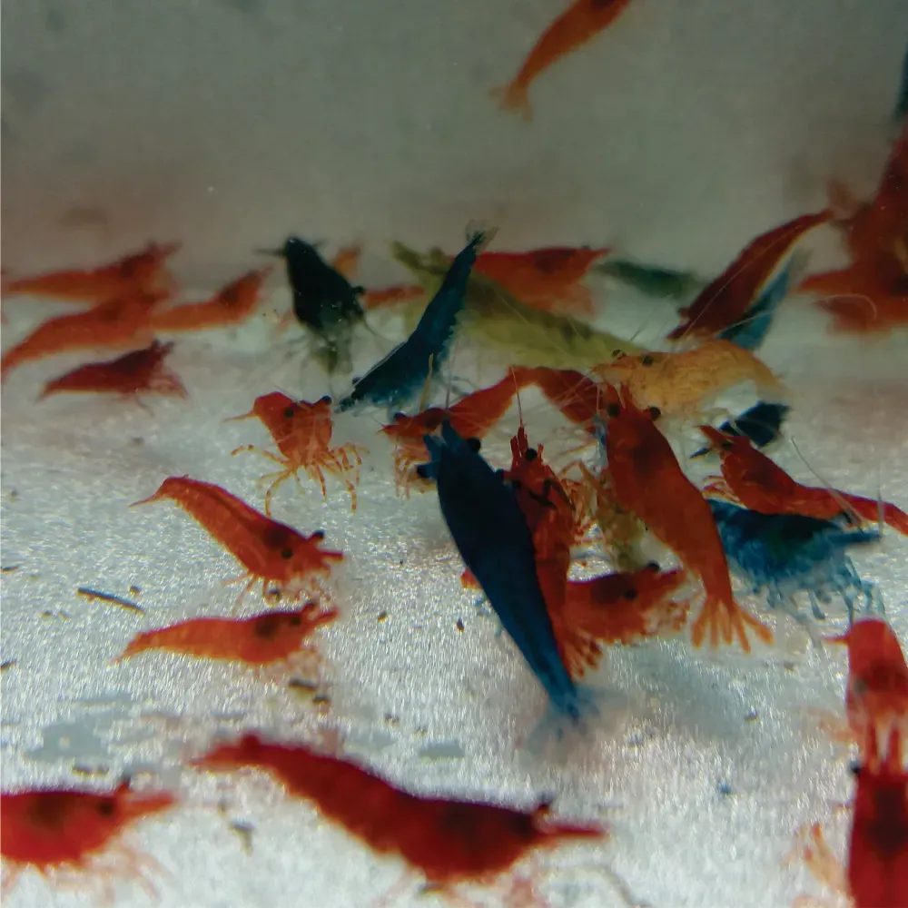 Camarão Neocaridina Mix ( 20 und )