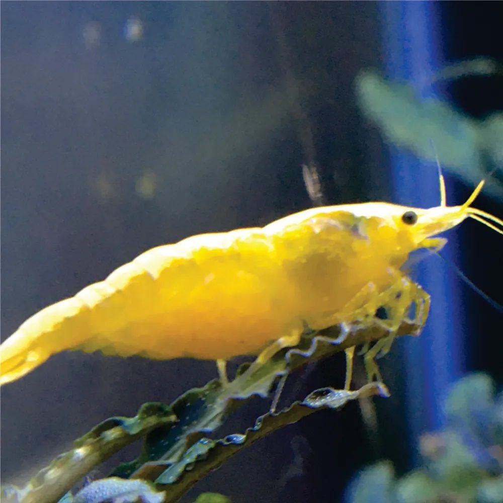 Camarão Neocaridina - Yellow