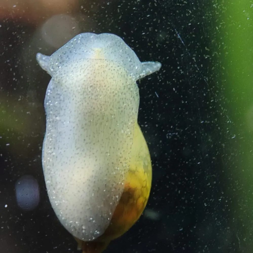 Caramujo Physa ( Alimento vivo )