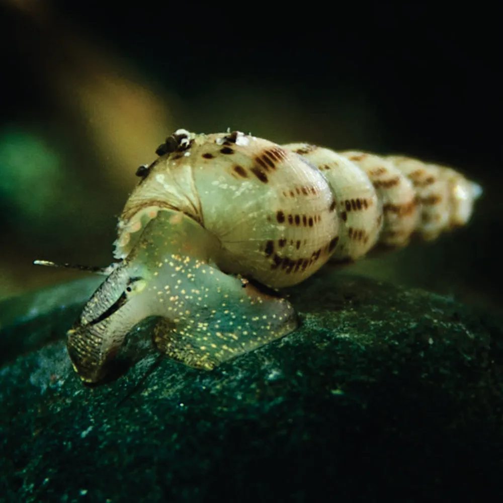 Caramujo Trombeta ( Melanoides tuberculata ) - 5 Und
