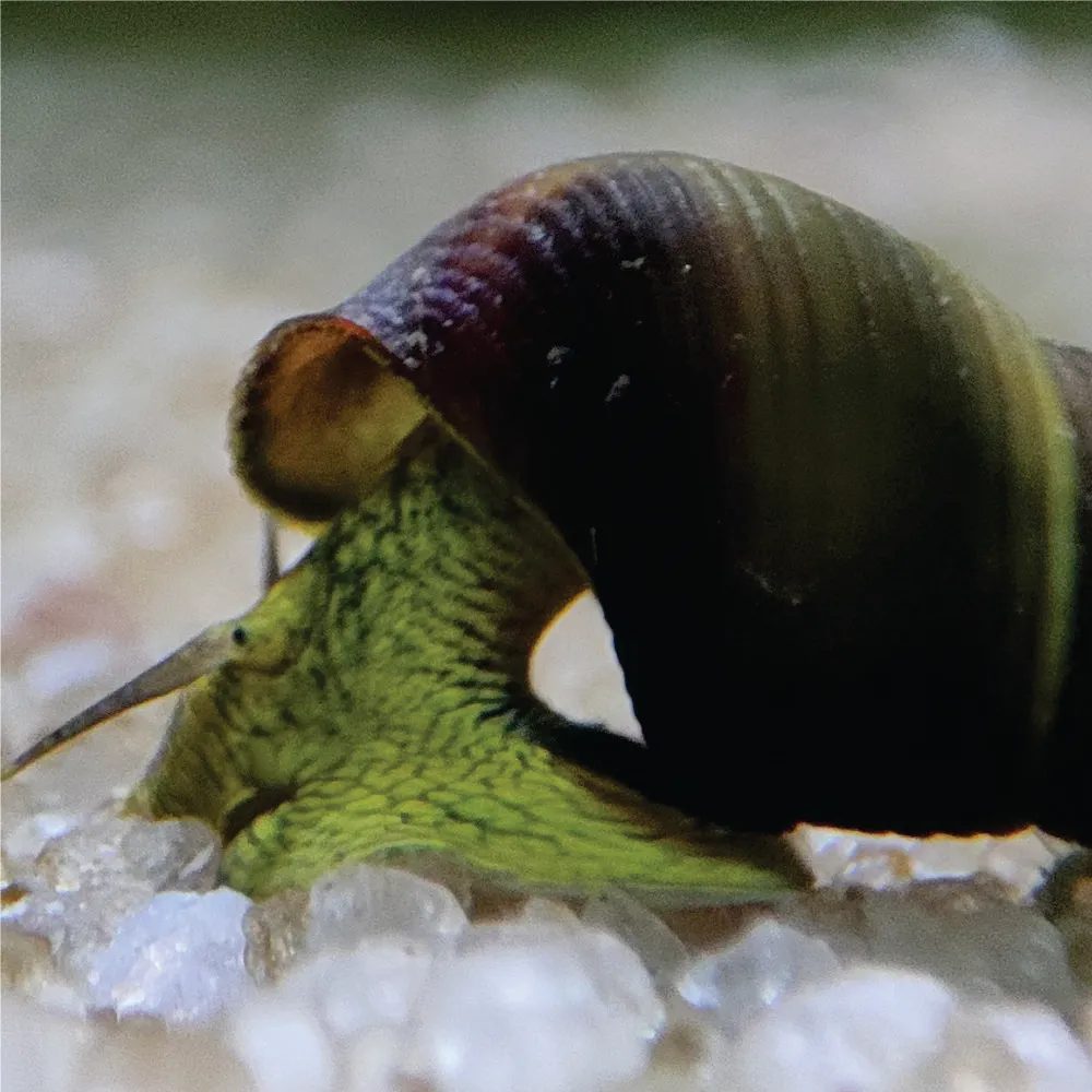 Caramujo - Tylomelania Yellow