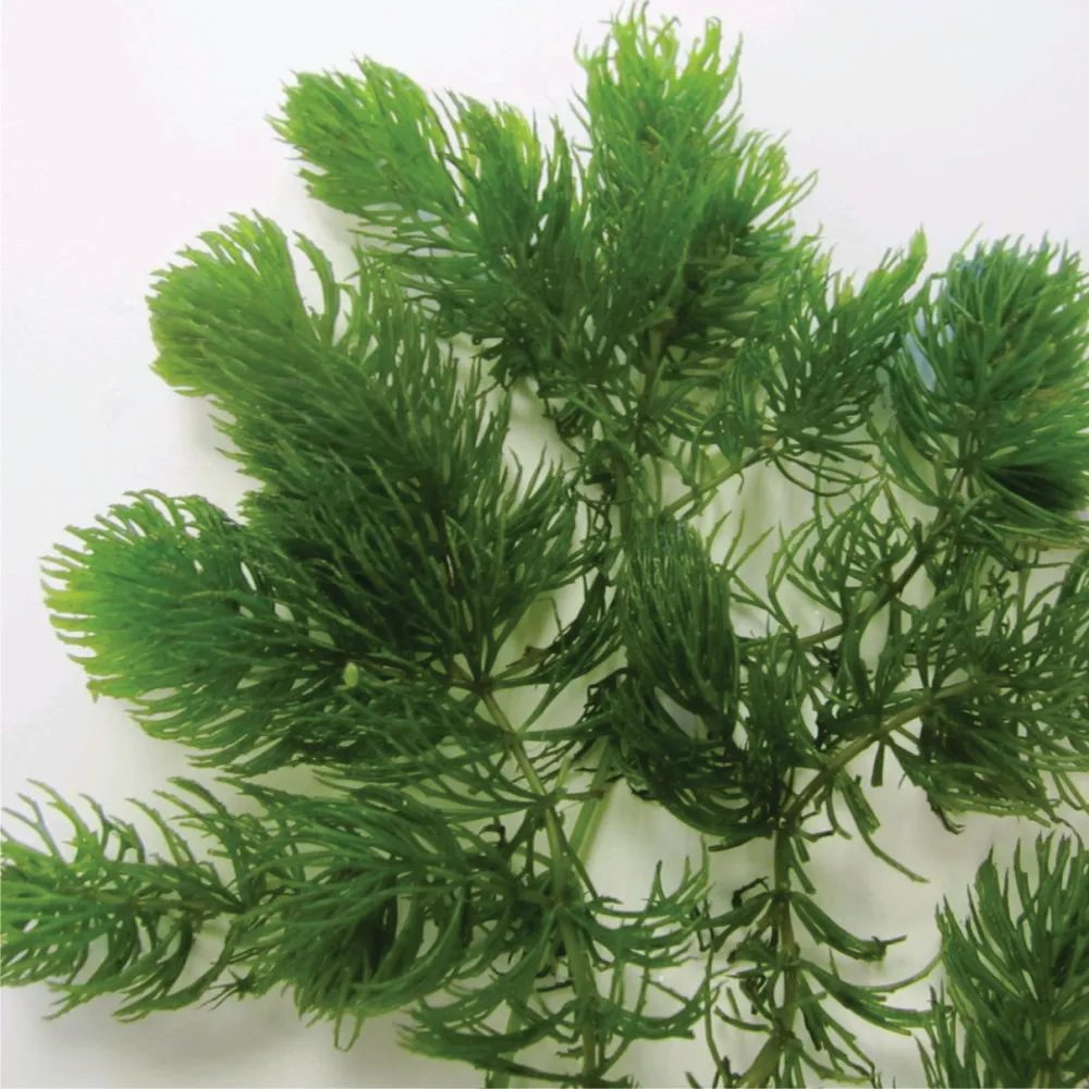 Ceratophyllum demersum (Rabo de raposa)