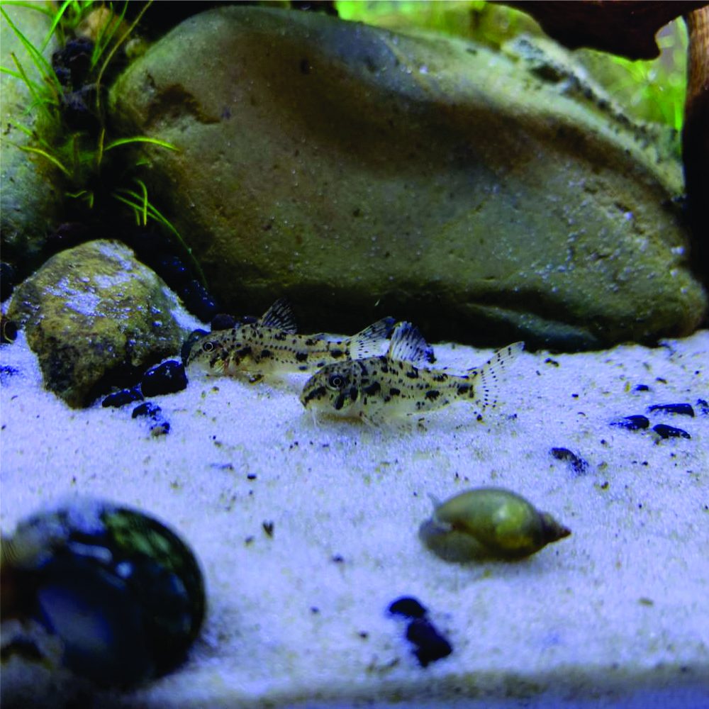 Corydora cochui