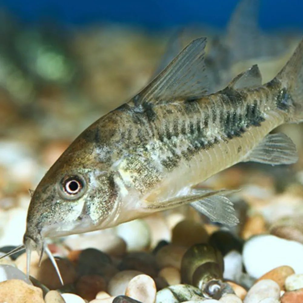 Corydora Garbei