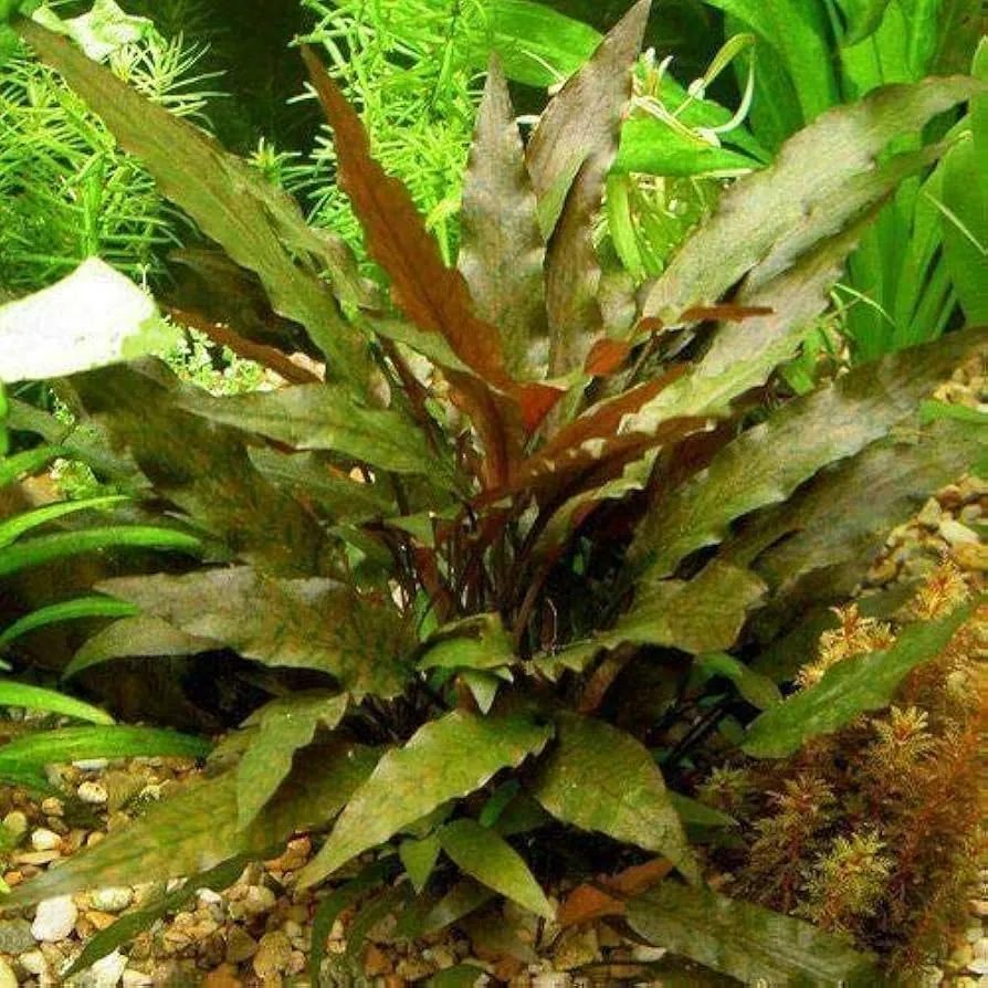 Cryptocoryne wendtii