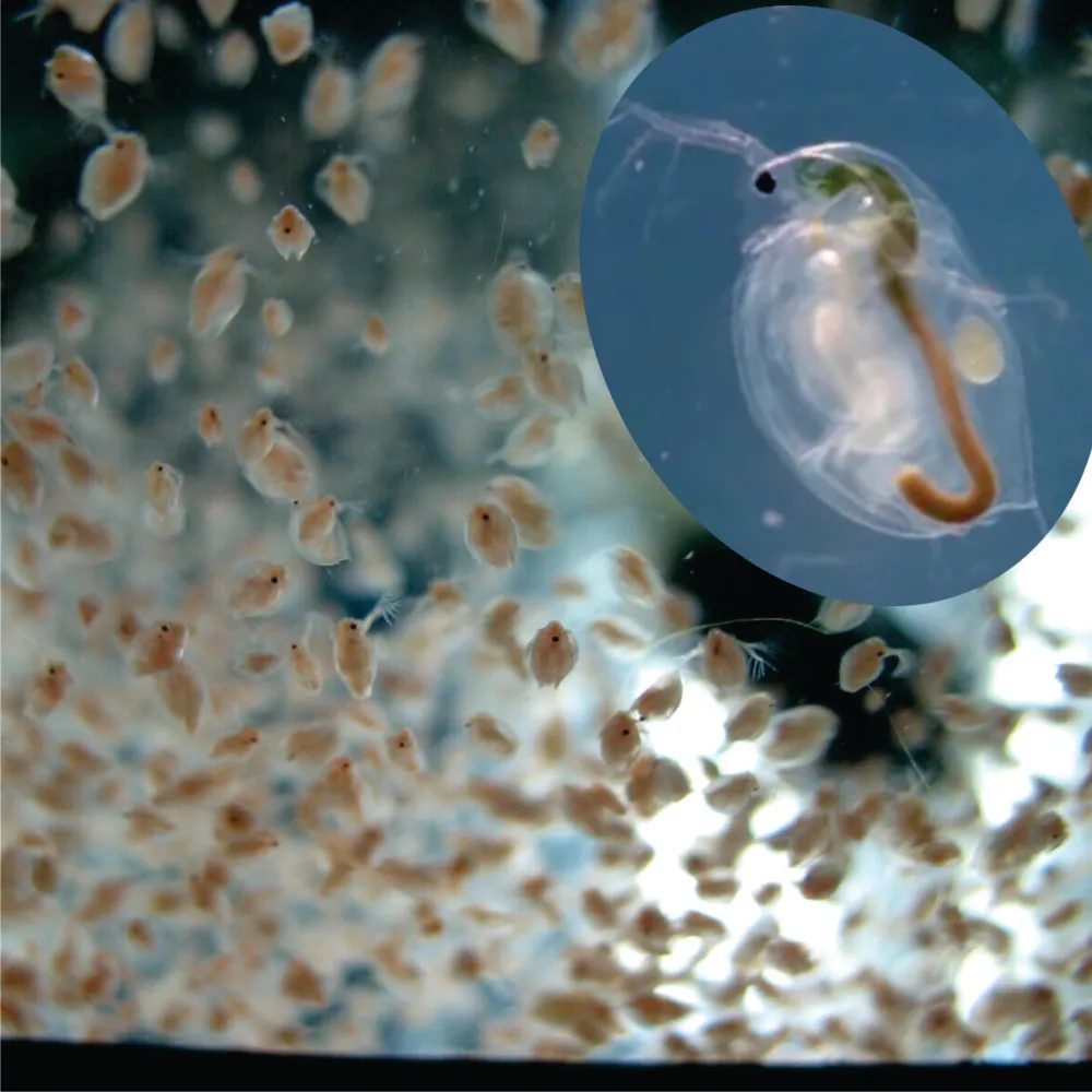 Daphnia magna
