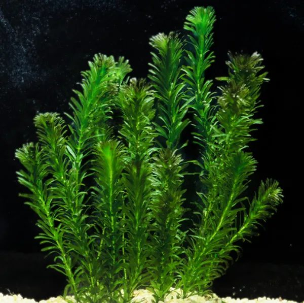 Egeria densa (elódea)