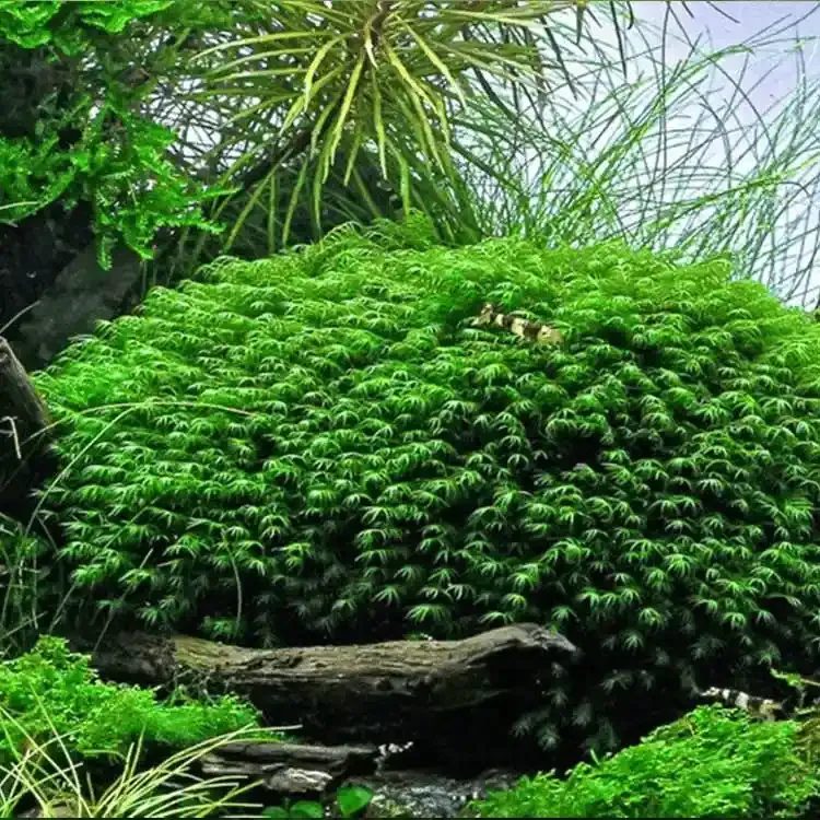 Fissidens Fontanus