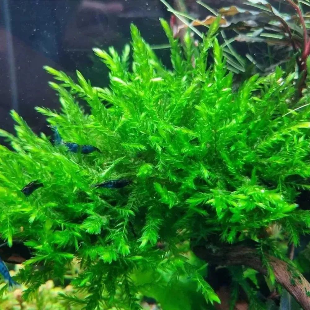 Fontinalis antipyretica '' Willow moss"