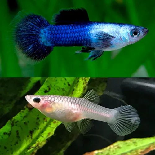 Guppy Blue Panda - Casal