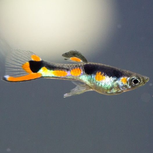 Guppy Endler Orchid - Trio