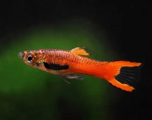 Guppy Endler Scarlet Red  - Casal