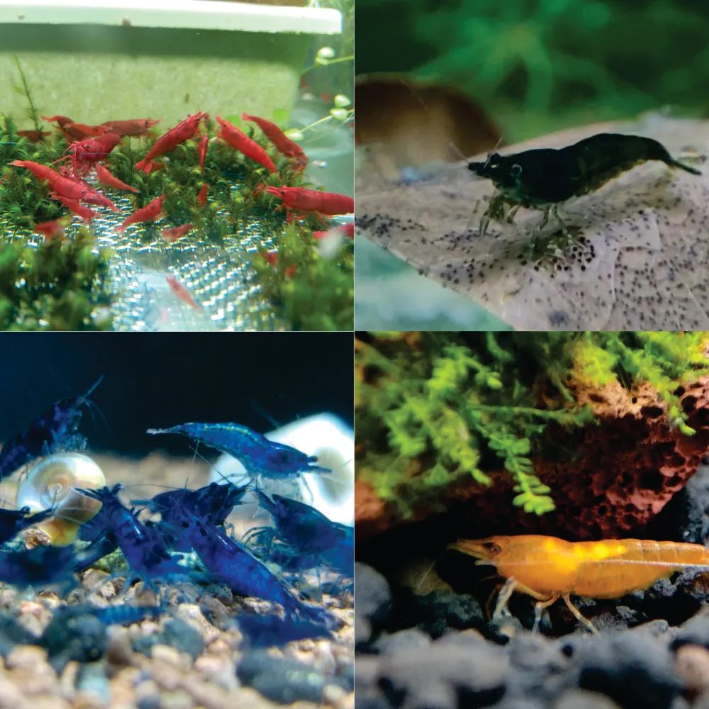 Kit Camarões Neocaridina 4 cores - ( 20 und  )