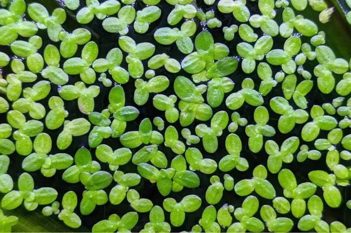 Lemna minor ( Lentilha d'água )