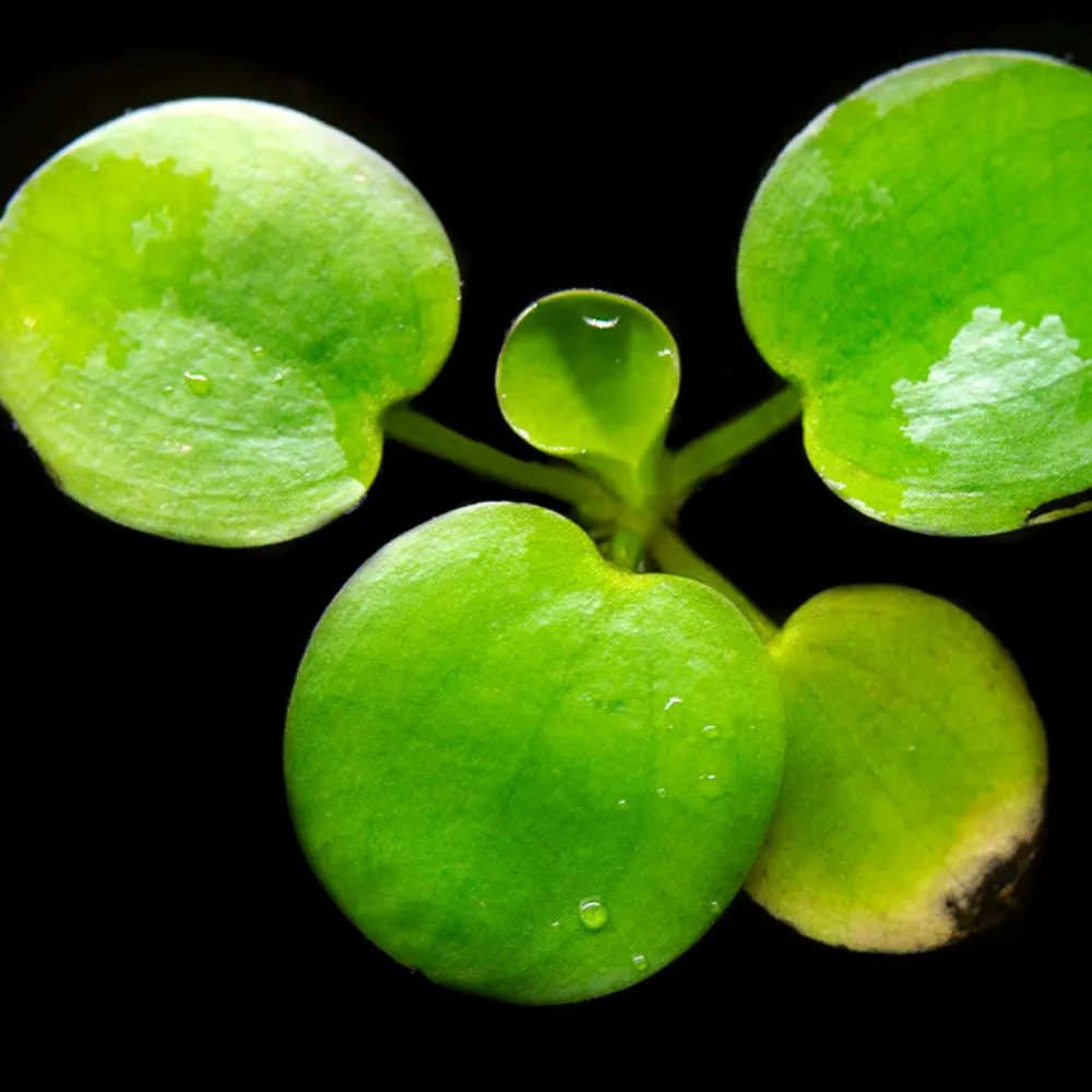 Limnobium Laevigatum