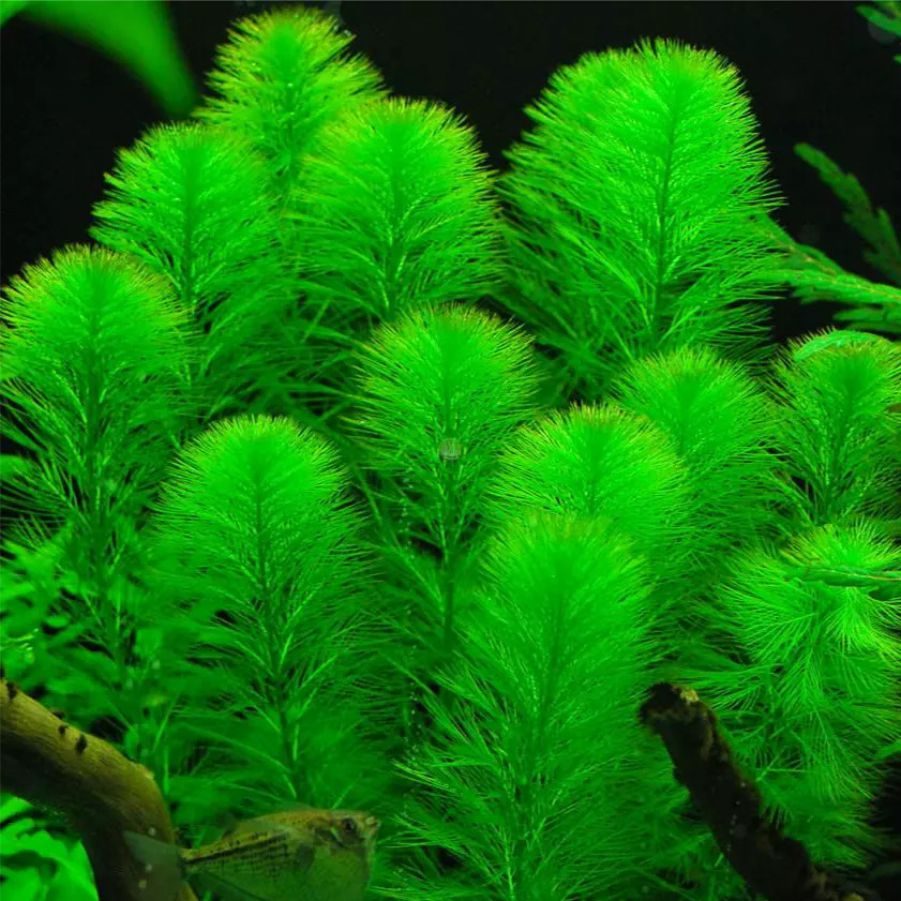 Myriophyllum aquaticum