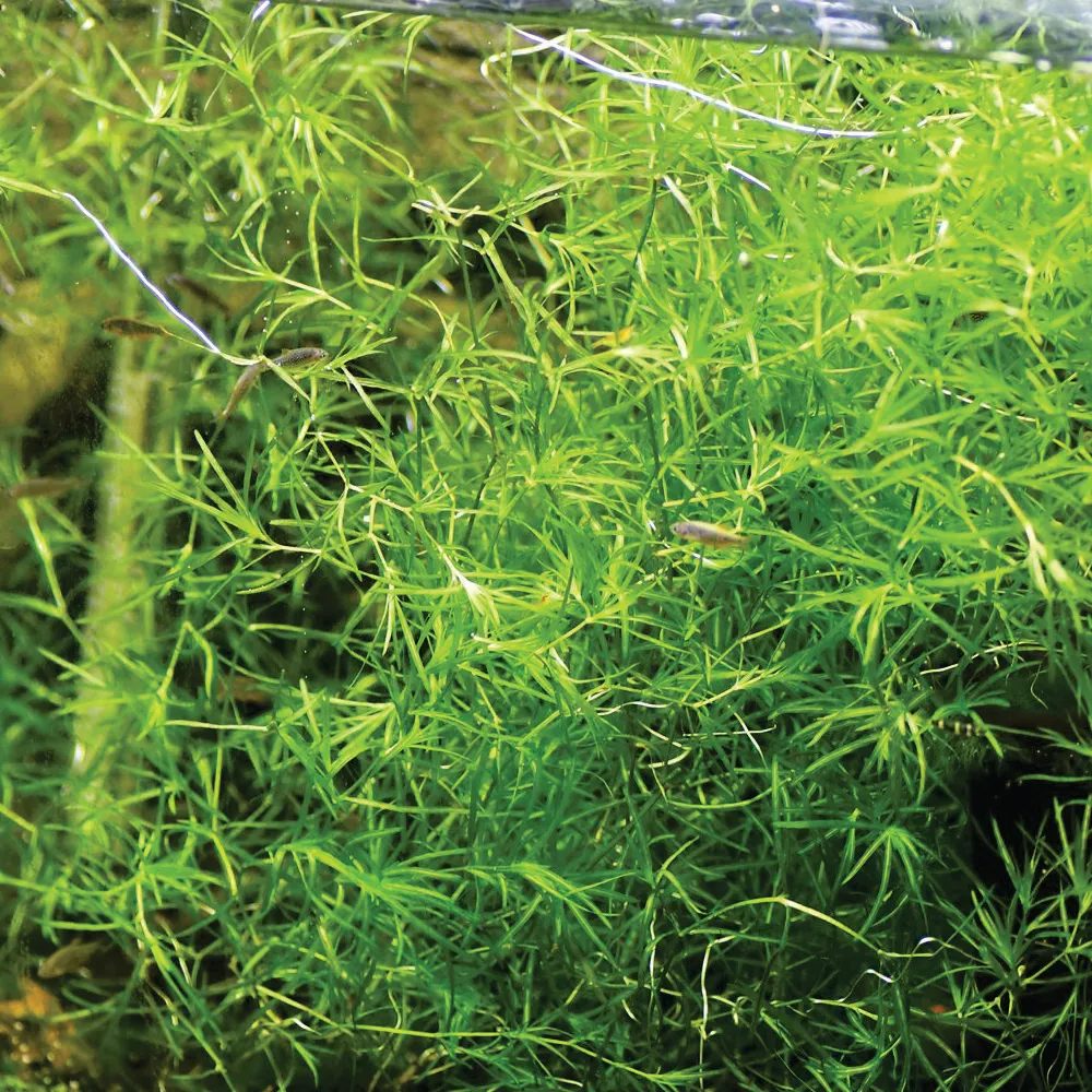 Najas guadalupensis