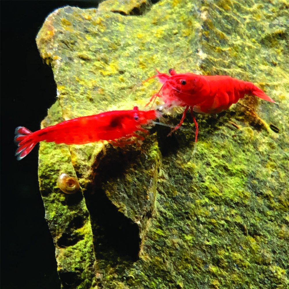 Neocaridina - Bloody Mary ( 10 und )