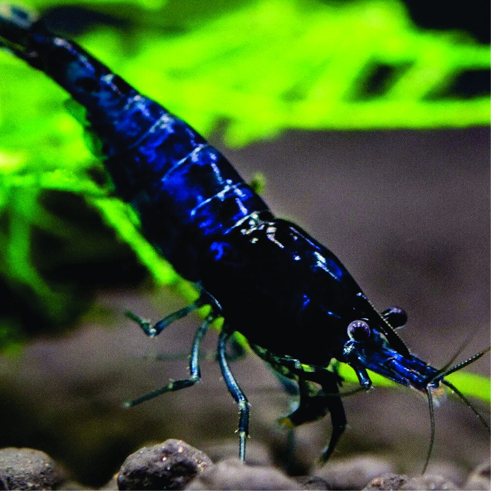 Neocaridina - Blue Fantasy Dream ( 10 und )