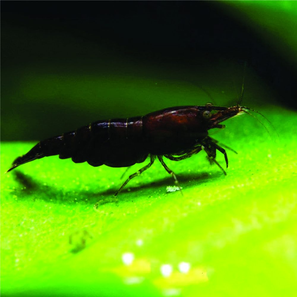 Neocaridina - Chocolate Sakura (10 Und )