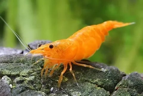 Neocaridina - Orange ( 10 und )