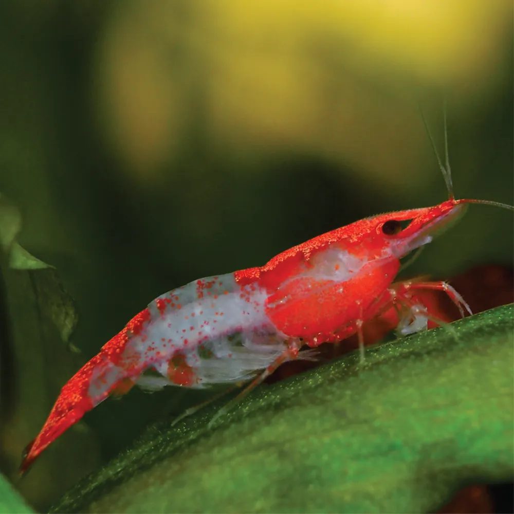 Neocaridina -  Red Rilli ( 10 und )