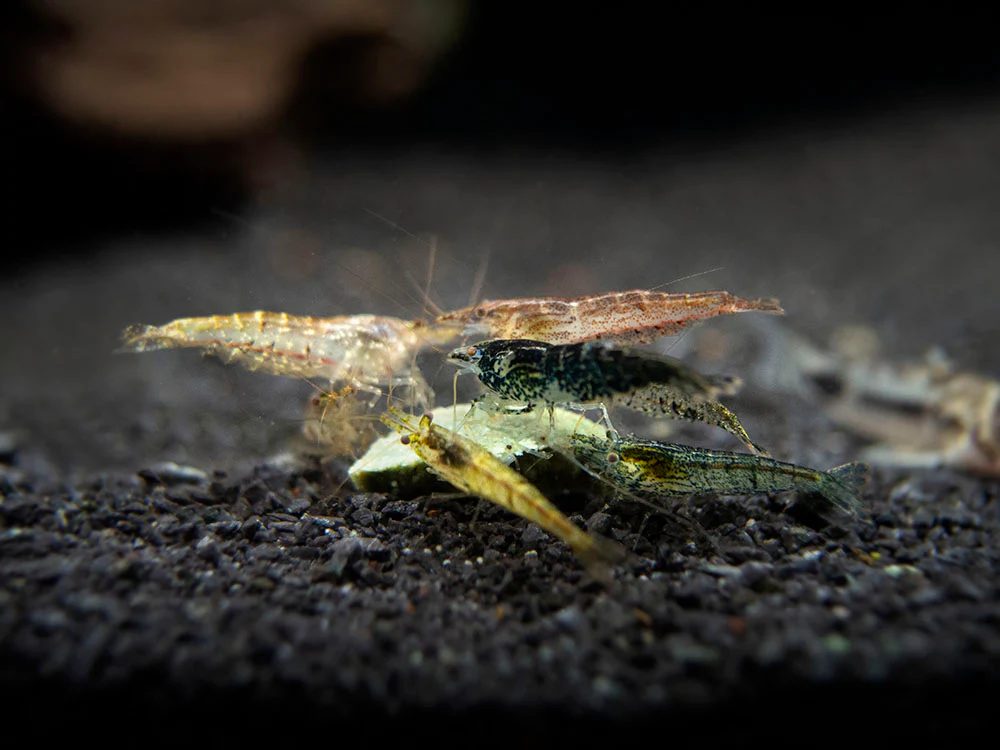 Neocaridina Wyld ( 10 Und )
