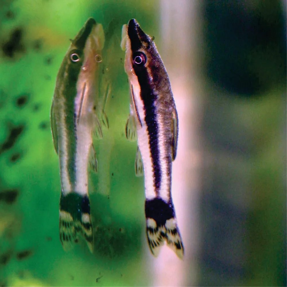 Otocinclus - Limpa Vidro
