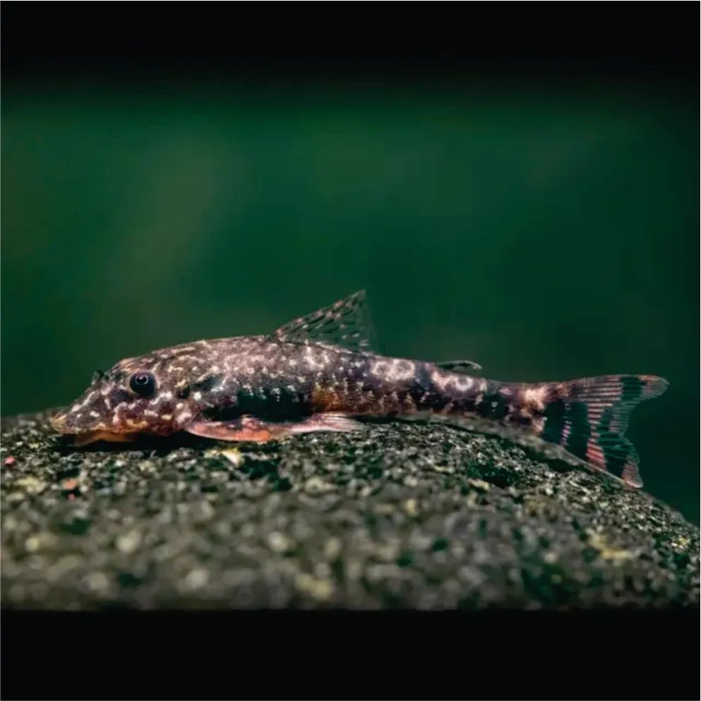 Parotocinclus - Limpa Vidro