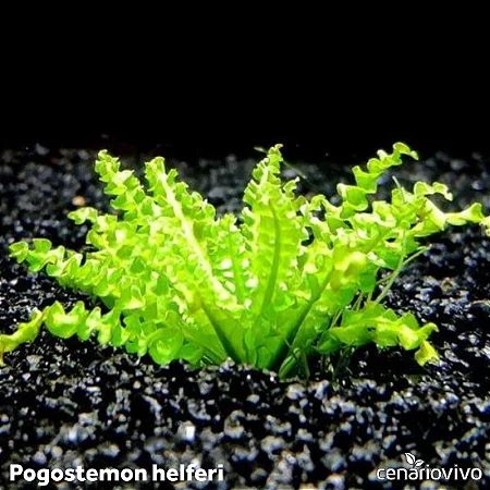 Pogostemon helferi