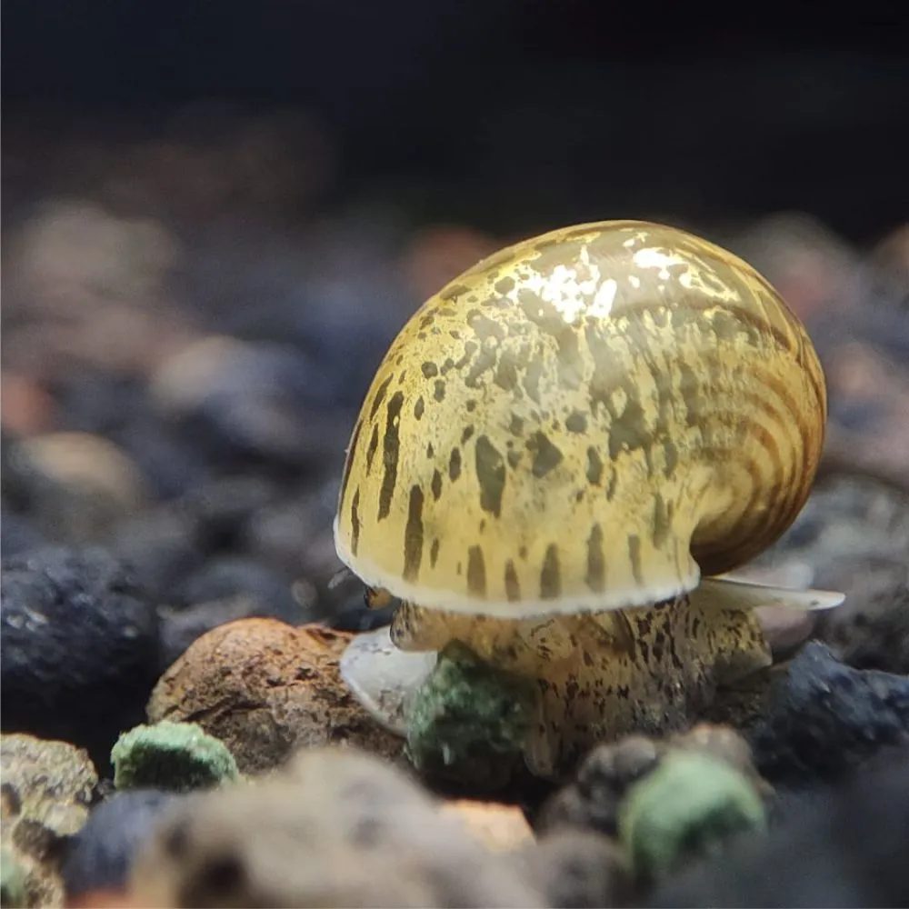 Pomacea diffusa